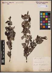 Foto von Salix aurita L.